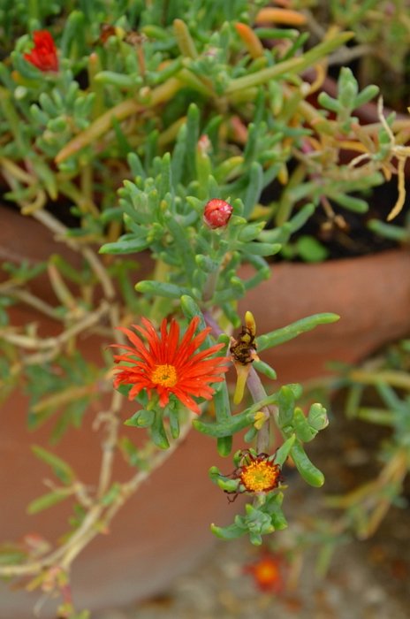Malephora crocea 'Atropurpurea' (3)